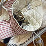 cat, kitten, laundry_basket, bag, striped, quilted, clothes, white, brown, floor, curious, pet, indoor, cute, animal, feline, cozy, fabric, soft, looking