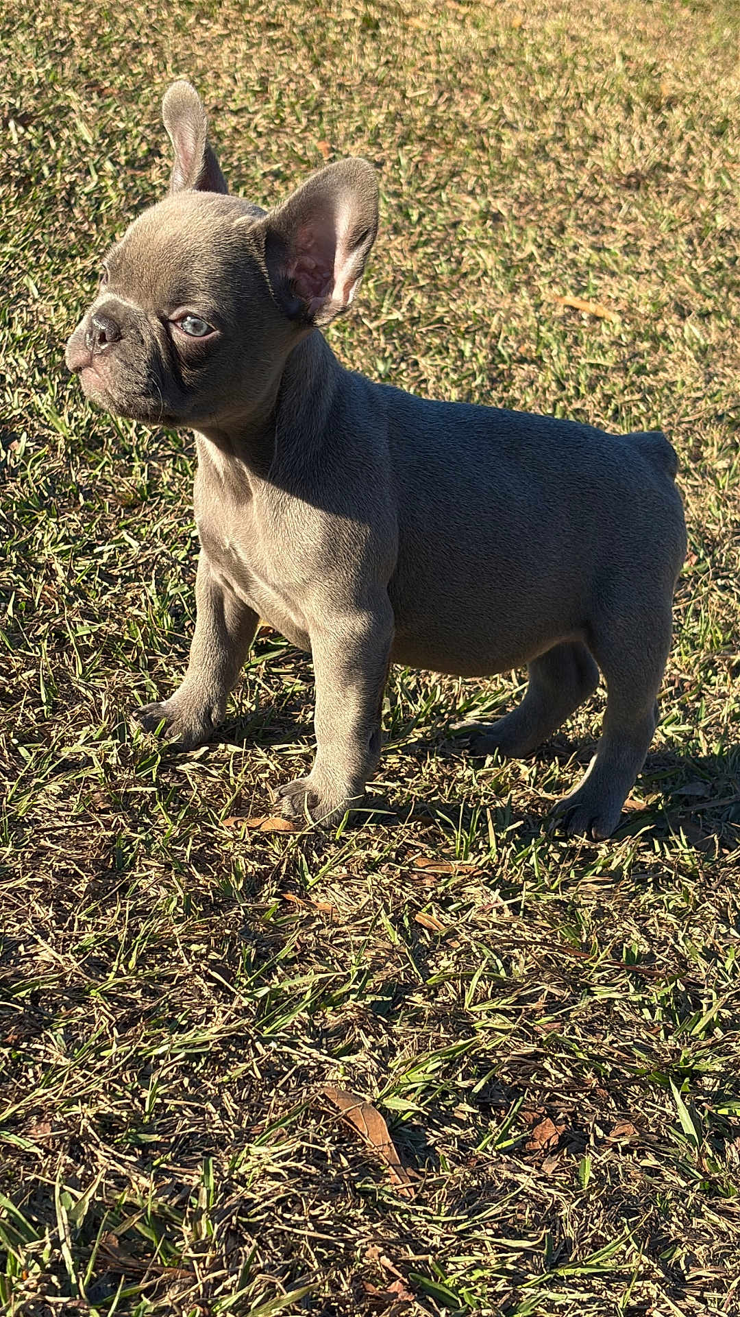 Koda is registered to the contest to win money with this photo: puppy, dog, french_bulldog, grass, outdoor, sunlight, pet, animal, cute, ears, standing, young, nature, daylight, brown, fur, adorable, playful, mammal, canine