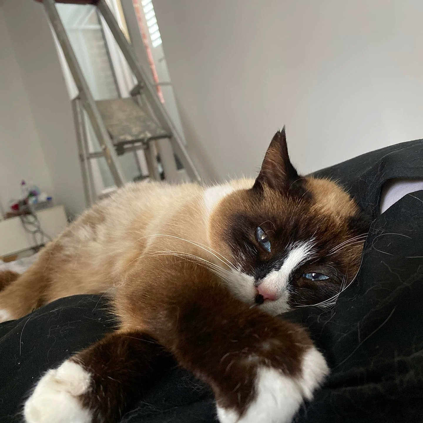 Doune a rejoint le concours — aidez-le/la à gagner de superbes lots ! abyssinian, animal, architecture, barstool, bed, blanket, building, cat, chair, furniture, indoors, interiordesign, kitten, livingroom, manx, person, pet, room, siamese, sleeping