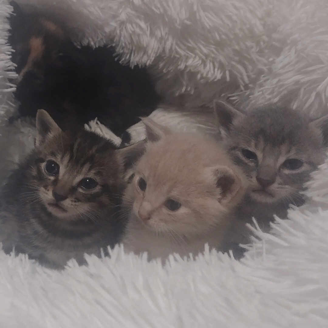 Foster Babies joined the competition — help win amazing prizes! abyssinian, animal, blanket, cat, kitten, manx, pet, siamese
