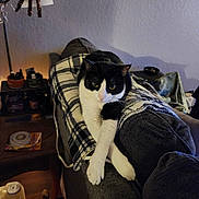 Jimbo joined the competition — help win amazing prizes! animal, black_and_white_cat, blanket, cat, couch, cozy, curious, decor, feline, furniture, household, indoor, lamp, living_room, pet, plaid, relaxed, resting, spider_decoration, warm_lighting