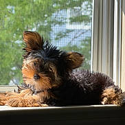 Trouble joined the competition — help win amazing prizes! dog, puppy, yorkshire_terrier, small_dog, toy_breed, long_hair, fluffy, black_and_tan, sitting, lying_down, windowsill, window, sunlight, indoors, screen_window, greenery, outdoor_view, portrait, pet, relaxed
