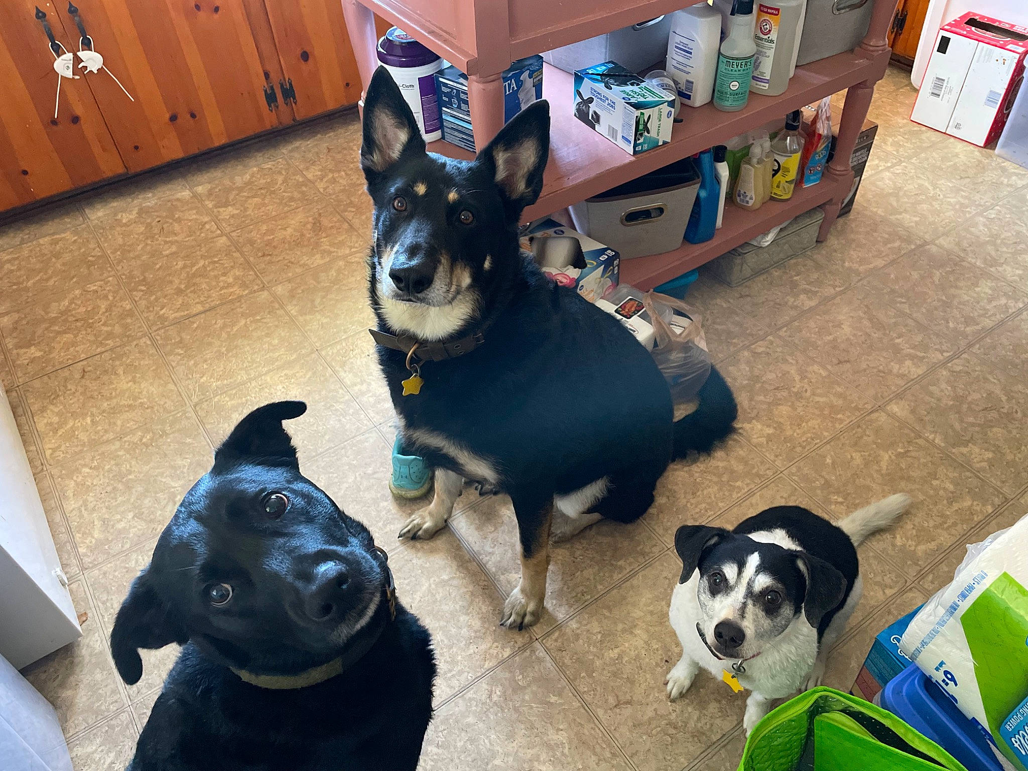 Kane is registered to the contest to win money with this photo: blue, bookcase, cabinetry, carnivore, collar, companion_dog, dog, dog_breed, dog_supply, drawer, fawn, flooring, mammal, pet_supply, shelf, snout, sporting_group, toy_dog, vertebrate, working_animal