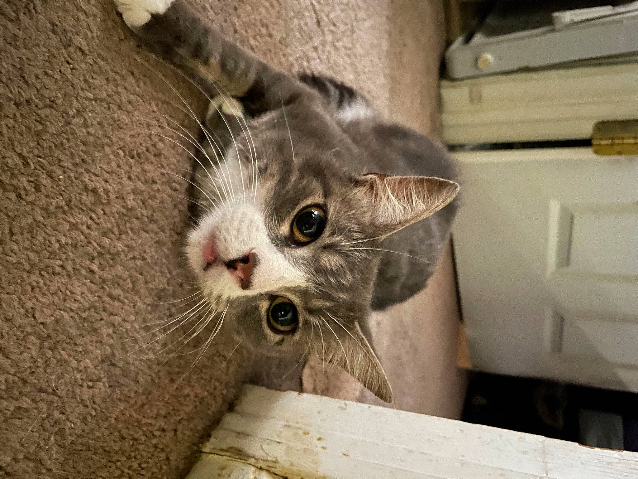 Oakley joined the competition — help win amazing prizes! carnivore, cat, claw, domestic_short_haired_cat, drawer, felidae, fur, paw, small_to_medium_sized_cats, snout, whiskers, wood