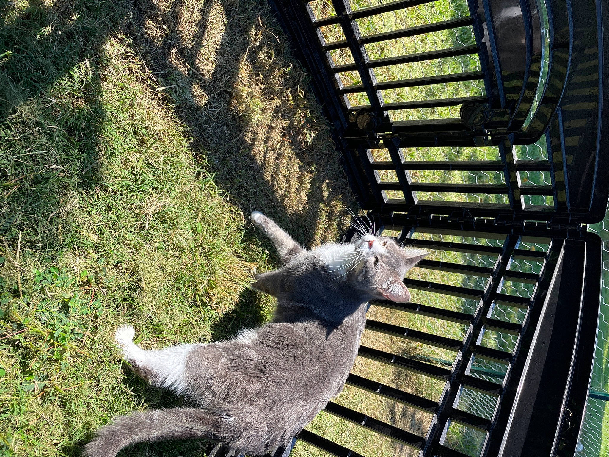 Oakley is registered to the contest to win money with this photo: daylighting, fur, grass, mesh, metal, plant, shadow, snout, stairs, steel, tail, terrestrial_animal, tints_and_shades, whiskers, wood