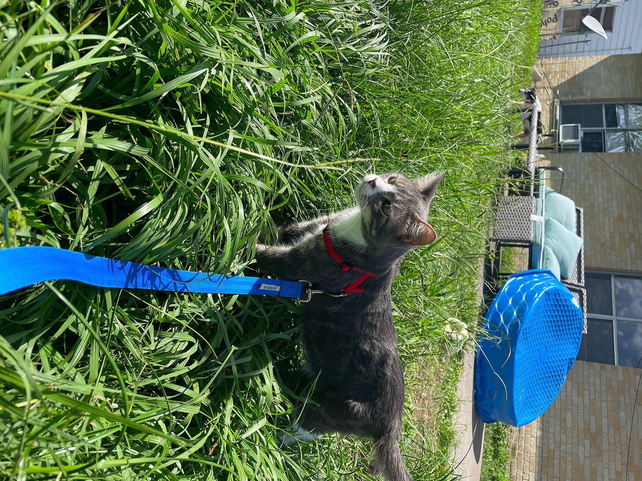 Oakley is registered to the contest to win money with this photo: carnivore, cat, collar, dog_breed, domestic_short_haired_cat, electric_blue, felidae, garden_hose, grass, groundcover, hose, leash, plant, shrub, small_to_medium_sized_cats, sporting_group, tail, terrestrial_animal, whiskers, working_animal