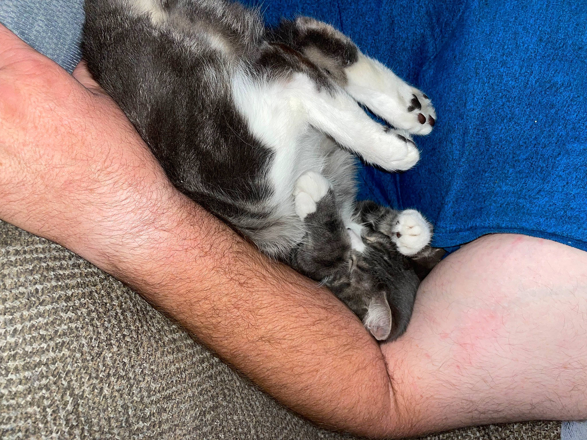 Oakley is registered to the contest to win money with this photo: carnivore, claw, comfort, companion_dog, dog_breed, felidae, finger, foot, hand, human_leg, mammal, marsupial, nail, paw, small_to_medium_sized_cats, tail, terrestrial_animal, toe, vertebrate, whiskers