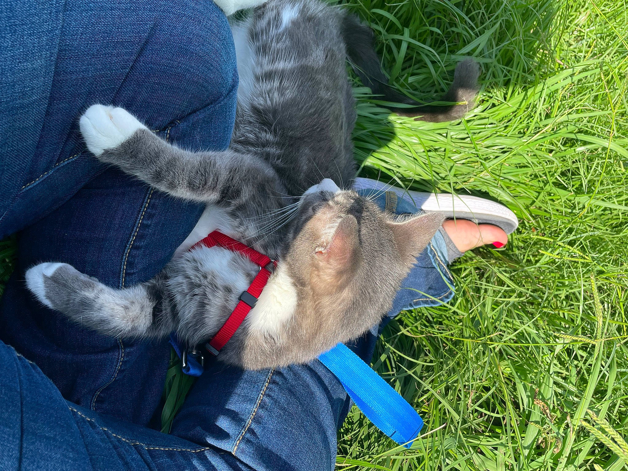 Oakley joined the competition — help win amazing prizes! canidae, claw, comfort, dog_breed, electric_blue, fawn, foot, fur, gesture, grass, groundcover, human_leg, paw, plant, snout, sporting_group, tail, terrestrial_animal, wool, working_animal