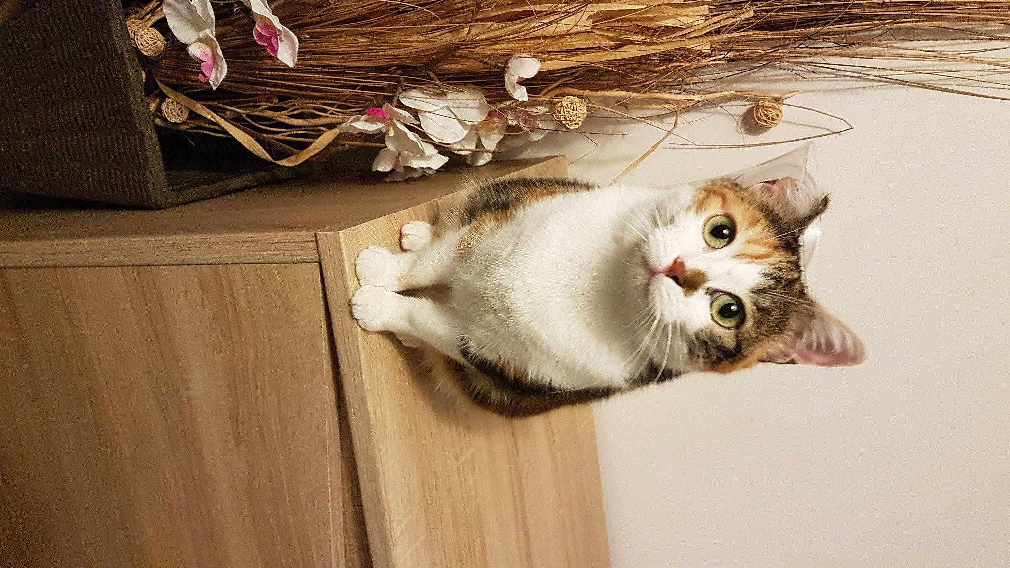 Robbie participe au concours pour gagner de l'argent avec cette photo : box, cabinetry, cardboard, carnivore, cat, domestic_short_haired_cat, felidae, flooring, fur, hardwood, paw, room, small_to_medium_sized_cats, tail, twig, whiskers, wood, wood_stain