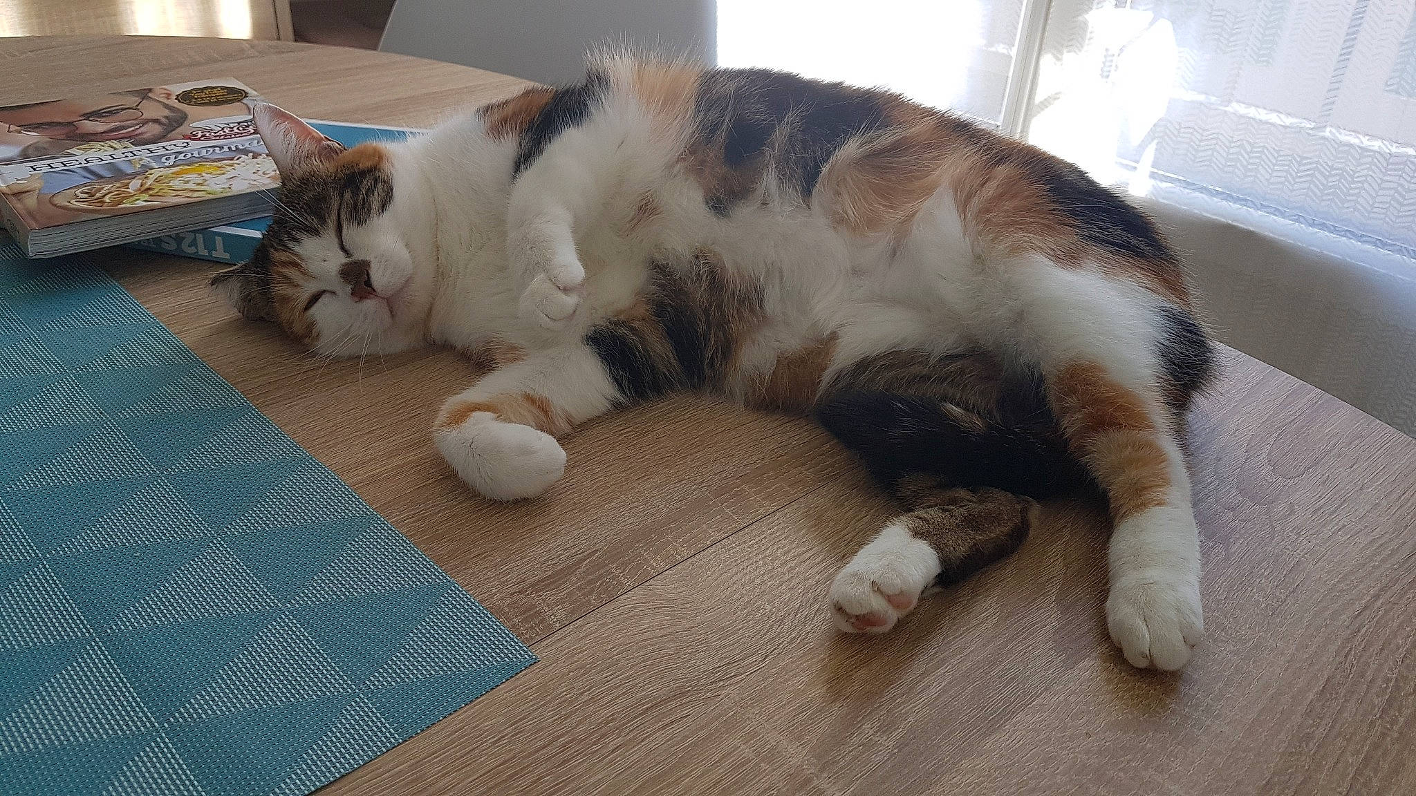 Robbie participe au concours pour gagner de l'argent avec cette photo : carnivore, cat, claw, comfort, domestic_short_haired_cat, felidae, floor, flooring, fur, hardwood, mat, nap, paw, pet_supply, small_to_medium_sized_cats, snout, tail, whiskers, wood, wood_flooring