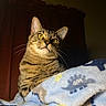cat, tabby, yellow_eyes, blanket, fur, pet, indoor, curious, animal, whiskers, soft_texture, cozy, feline, portrait, warm_lighting, brown, striped, resting, closeup, domestic_cat