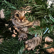 Fish joined the competition — help win amazing prizes! cat, christmas_tree, claws, close_up, curious, decorations, fur, greenery, hiding, holiday, indoor, kitten, lights, paws, pine_needles, playful, portrait, tabby, whiskers, wide_eyes