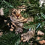 cat, christmas_tree, claws, close_up, curious, decorations, fur, greenery, hiding, holiday, indoor, kitten, lights, paws, pine_needles, playful, portrait, tabby, whiskers, wide_eyes