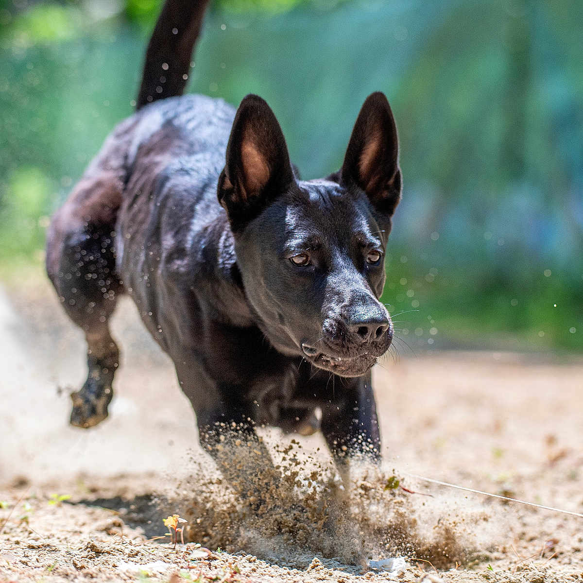 Athena is registered to the contest to win money with this photo: action, animal, black_dog, blurred_background, canine, dirt, dog, ears_up, energetic, excited, fast, focused, ground, motion, nature, outdoor, pet, playful, running, sunlight