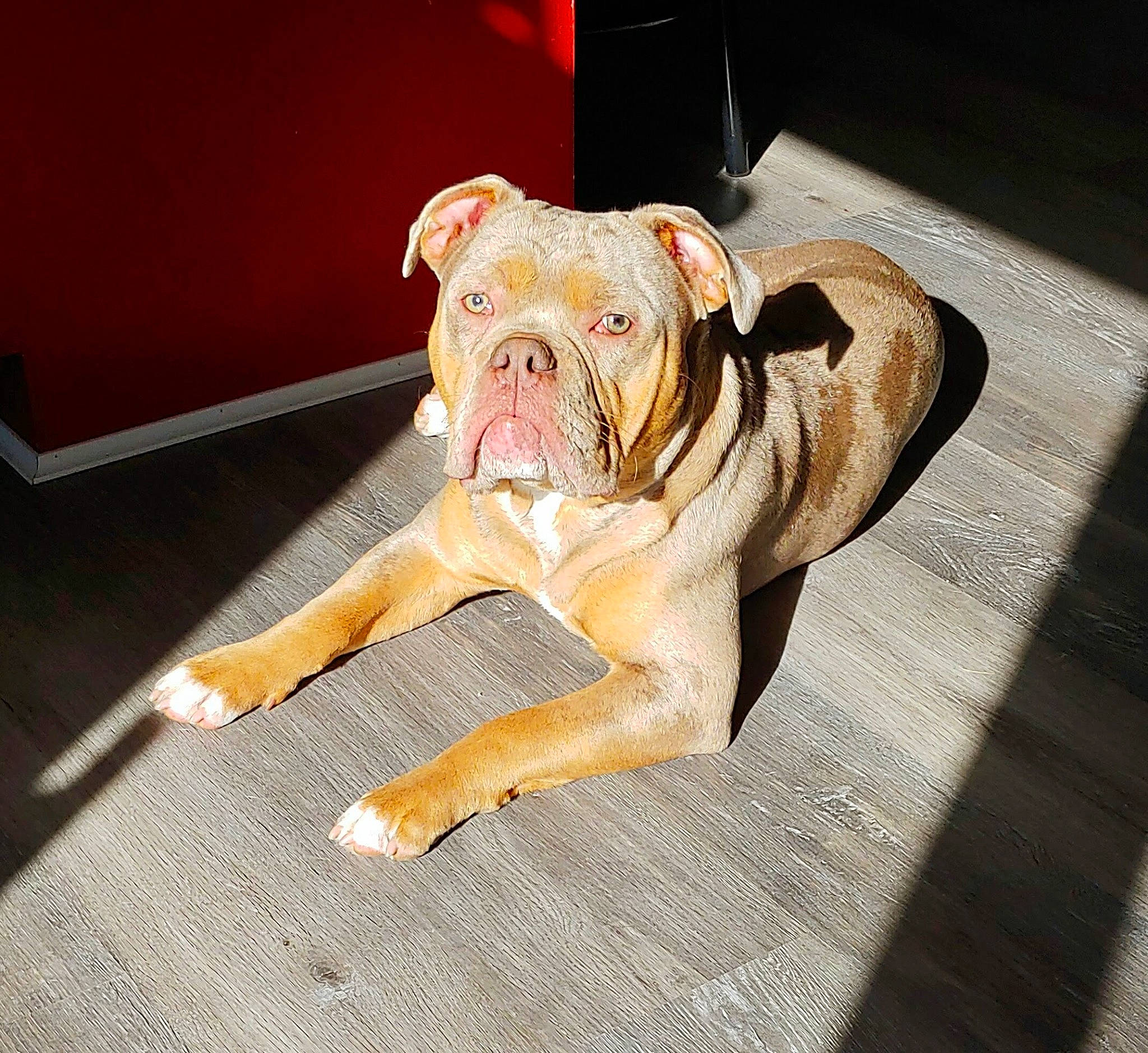 Creedance is registered to the contest to win money with this photo: bulldog, canidae, carnivore, companion_dog, dog, dog_breed, dog_collar, dog_supply, fawn, floor, flooring, hardwood, snout, sporting_group, terrestrial_animal, window, wood, working_animal, working_dog, wrinkle