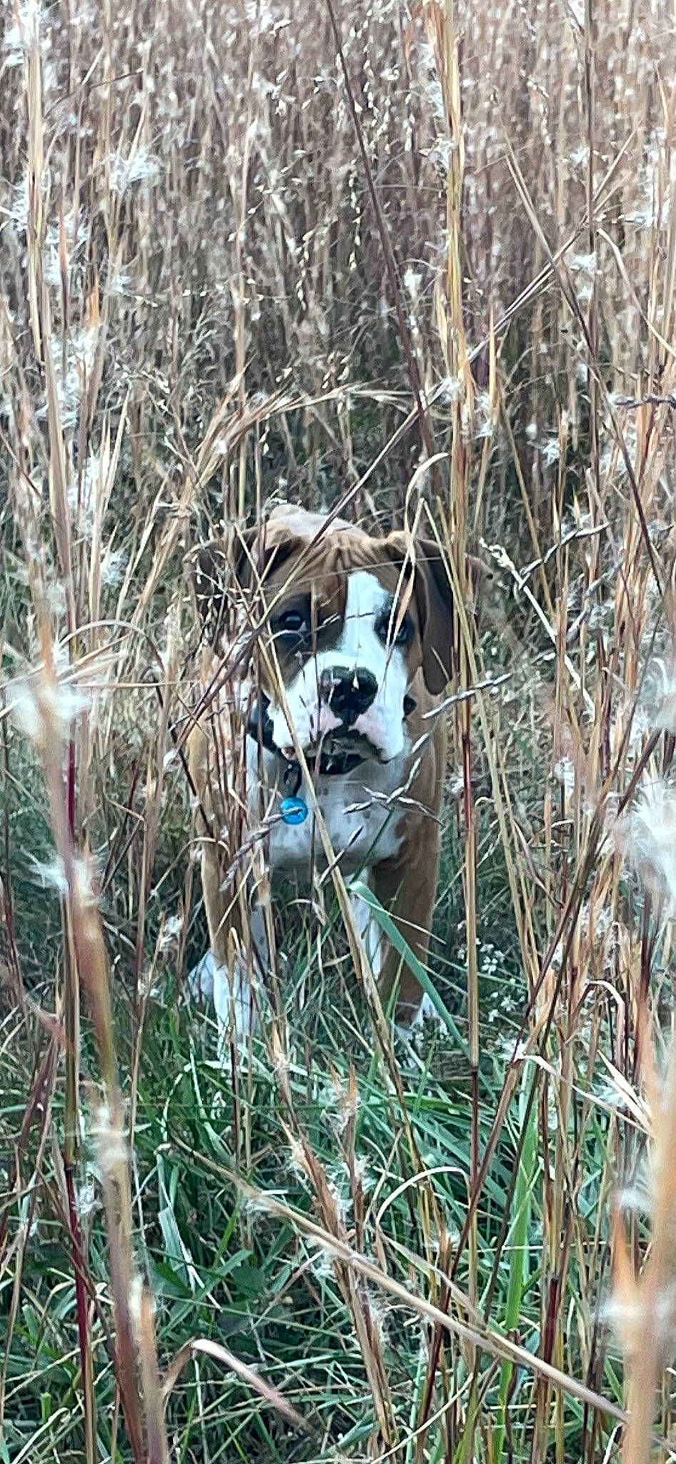 Deuce joined the competition — help win amazing prizes! branch, canidae, carnivore, dog_breed, forest, fur, grass, jungle, mammal, natural_material, plant, shrubland, sporting_group, terrestrial_animal, tree, trunk, twig, vertebrate, wildlife, wood