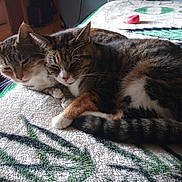 Bill And Sue is registered to the contest to win money with this photo: cat, tabby_cat, indoor, bed, blanket, snuggling, resting, feline, pet, animal, cozy, sleepy, cute, fur, whiskers, tail, ear, paw, domestic, closeup