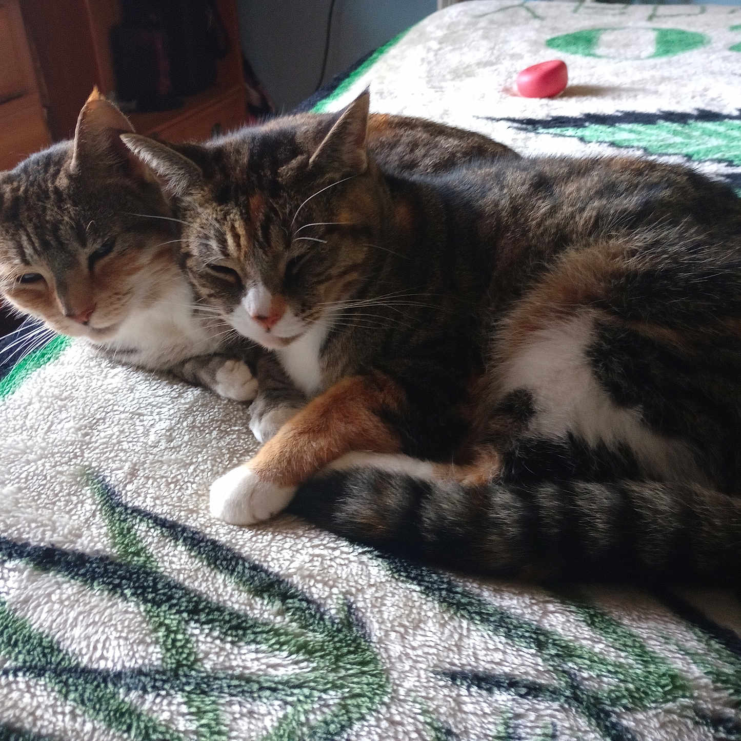 Bill And Sue is registered to the contest to win money with this photo: animal, bed, blanket, cat, closeup, cozy, cute, domestic, ear, feline, fur, indoor, paw, pet, resting, sleepy, snuggling, tabby_cat, tail, whiskers