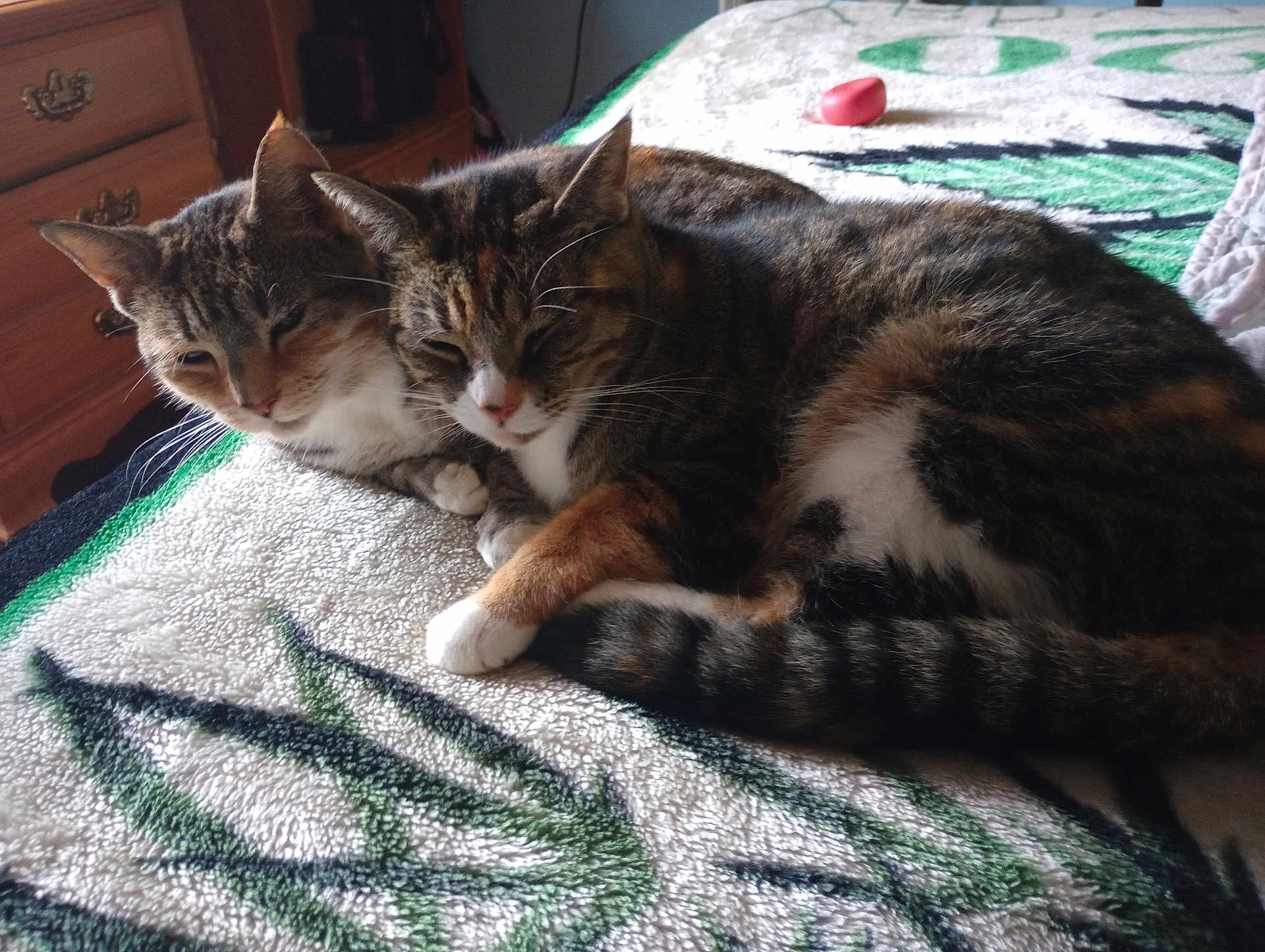 Bill And Sue is registered to the contest to win money with this photo: cat, tabby_cat, indoor, bed, blanket, snuggling, resting, feline, pet, animal, cozy, sleepy, cute, fur, whiskers, tail, ear, paw, domestic, closeup