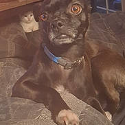 Frankie joined the competition — help win amazing prizes! dog, black_dog, blue_collar, blanket, white_cat, cat, pet, indoor, furniture, table, curious, cozy, animal, cute, relaxed, paw, brown_eyes, home, companion, resting