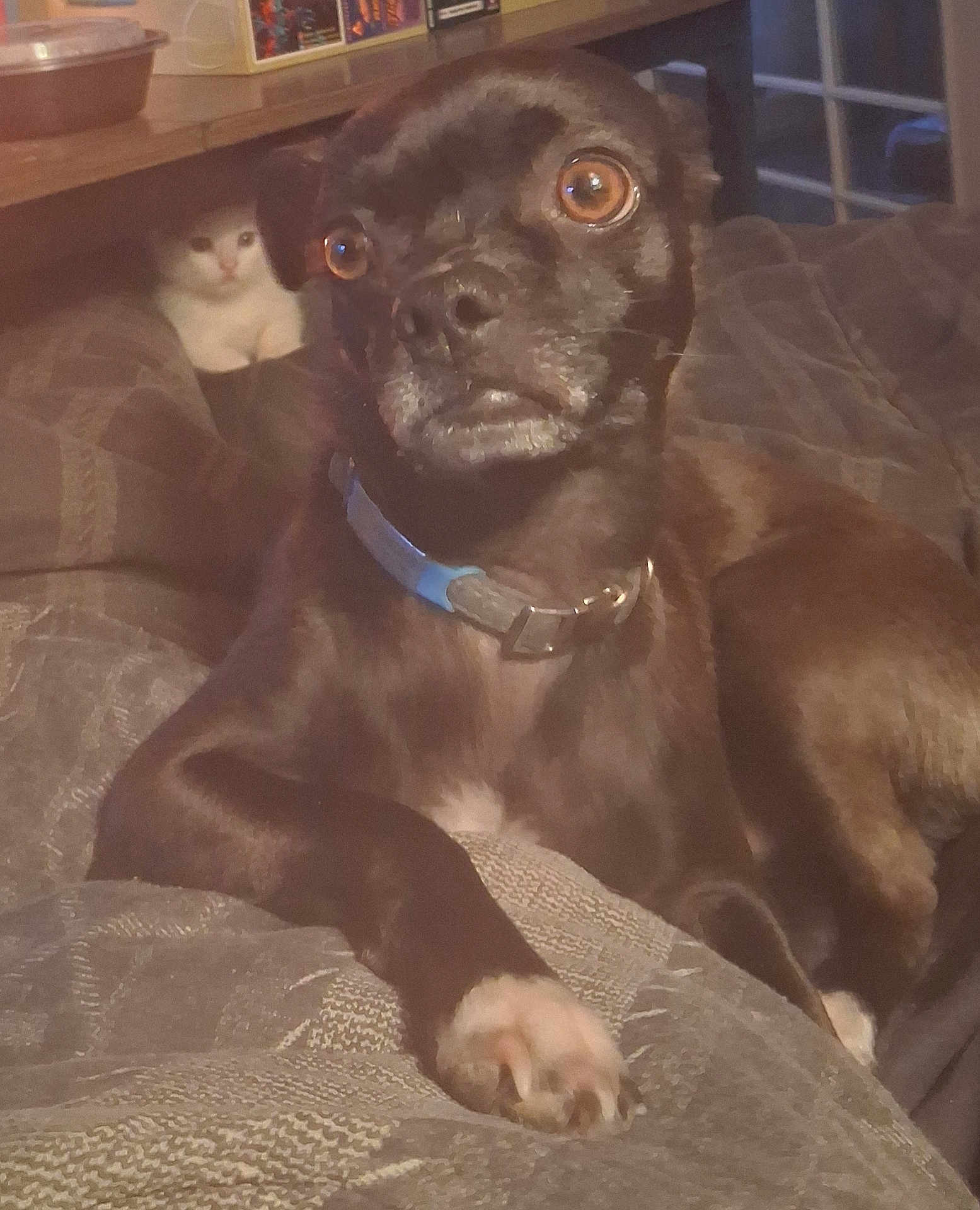 Frankie