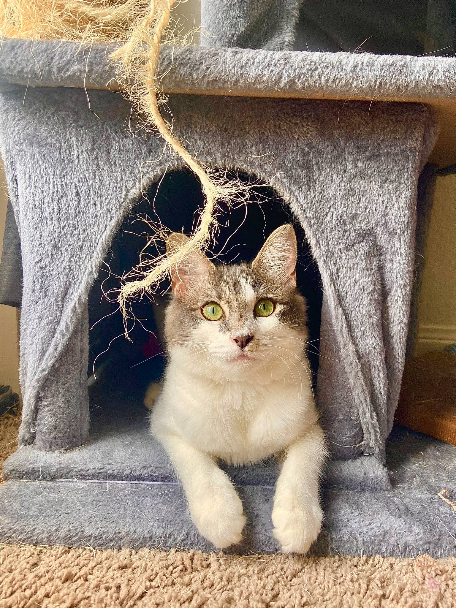 Nala is registered to the contest to win money with this photo: carnivore, cat, concrete, domestic_short_haired_cat, door, fawn, felidae, fur, grass, grey, house, paw, road_surface, sitting, small_to_medium_sized_cats, snout, tail, whiskers, window, wood