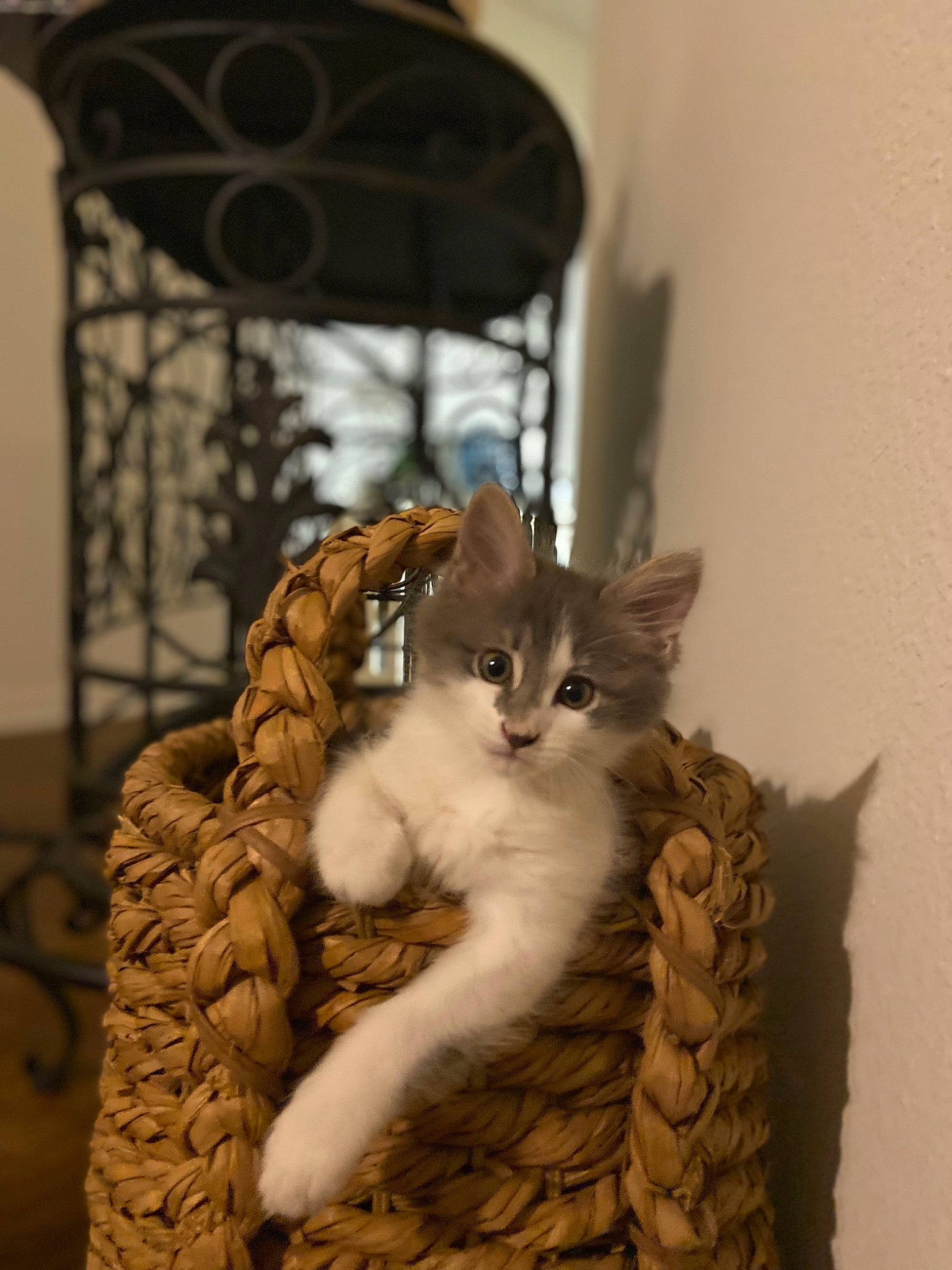 Nala is registered to the contest to win money with this photo: carnivore, cat, cat_bed, cat_furniture, cat_supply, claw, domestic_short_haired_cat, door, fawn, felidae, fur, paw, pet_supply, picture_frame, room, small_to_medium_sized_cats, tail, whiskers, window, wood