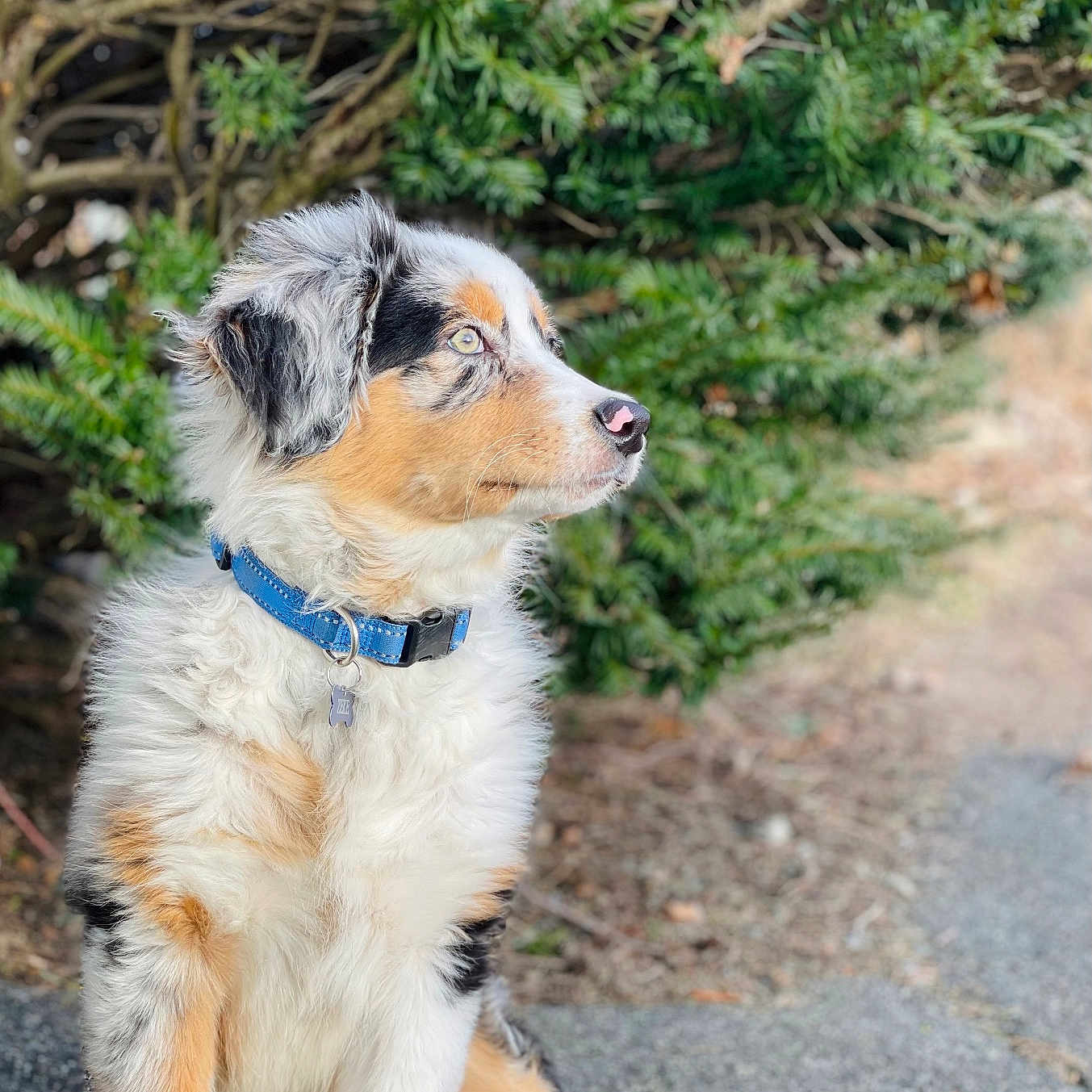 Zeke joined the competition — help win amazing prizes! accessories, animal, canine, conifer, dog, grass, herbal, herbs, land, nature, outdoors, path, pet, plant, puppy, rock, soil, strap, tree, vegetation