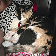 Hershey joined the competition — help win amazing prizes! cat, calico_cat, sleeping, curled_up, pet, collar, indoors, lap, blanket, leopard_print, pink_pattern, black_fur, white_fur, orange_fur, paws, whiskers, relaxed, cozy, portrait, nap