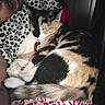 cat, calico_cat, sleeping, curled_up, pet, collar, indoors, lap, blanket, leopard_print, pink_pattern, black_fur, white_fur, orange_fur, paws, whiskers, relaxed, cozy, portrait, nap