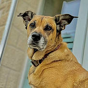 Laddy participe au concours pour gagner de l'argent avec cette photo : alert, animal, brown_fur, canine, close_up, collar, companionship, curious, dog, domestic_animal, ears, face, focused, friendly, furry, looking_away, mammal, outdoor, pet, portrait