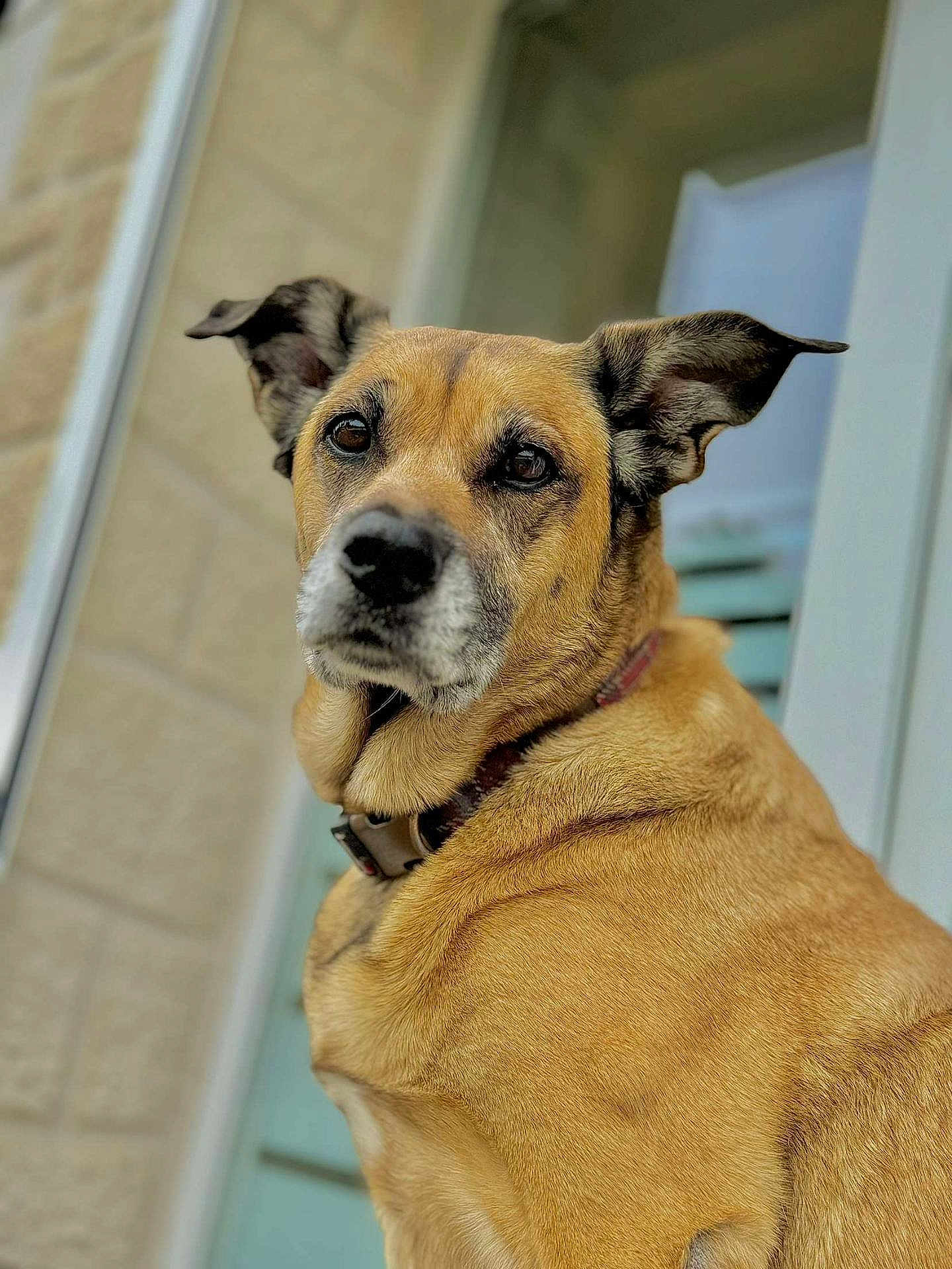 Laddy participe au concours pour gagner de l'argent avec cette photo : alert, animal, brown_fur, canine, close_up, collar, companionship, curious, dog, domestic_animal, ears, face, focused, friendly, furry, looking_away, mammal, outdoor, pet, portrait