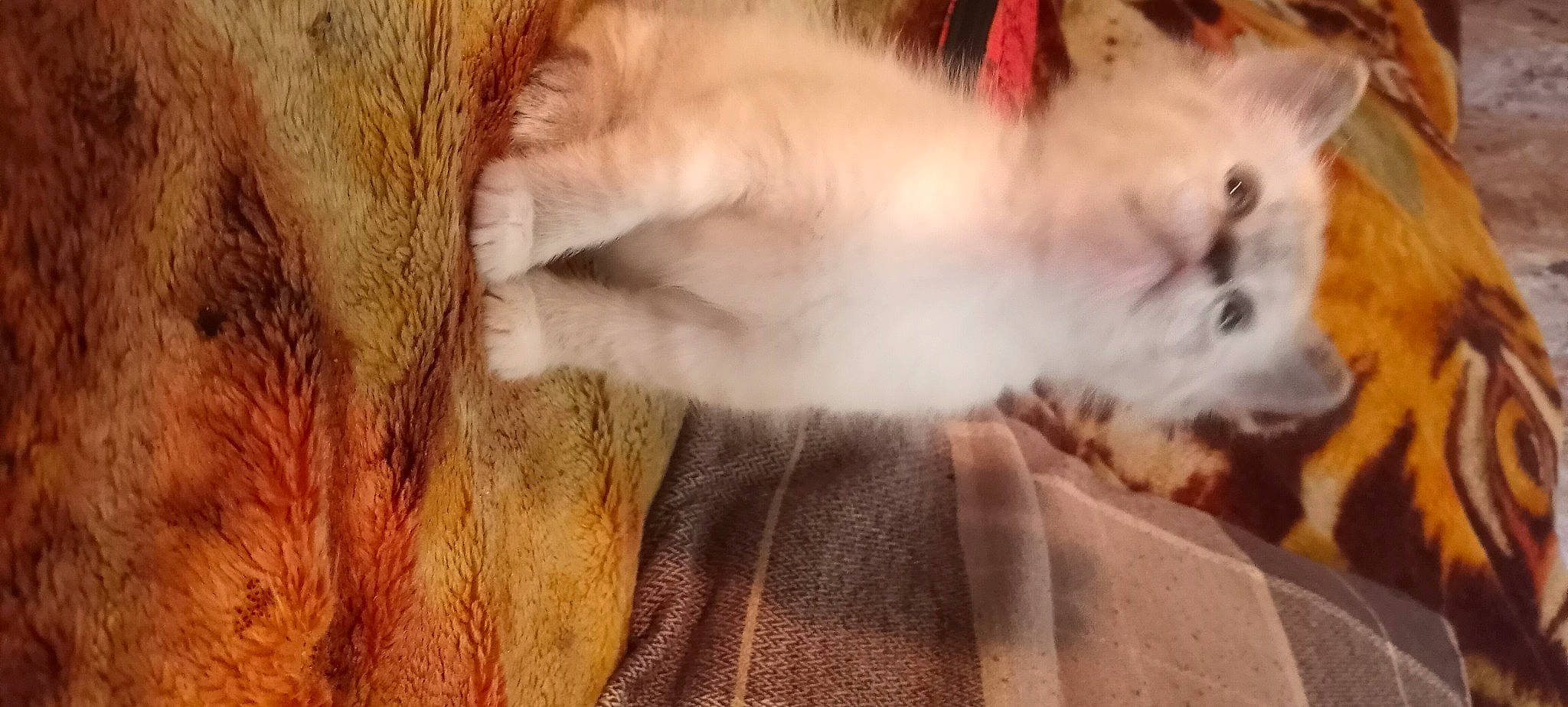 Dandelion is registered to the contest to win money with this photo: carnivore, cat, claw, ear, fawn, felidae, fur, paw, ragdoll, small_to_medium_sized_cats, snout, tail, whiskers