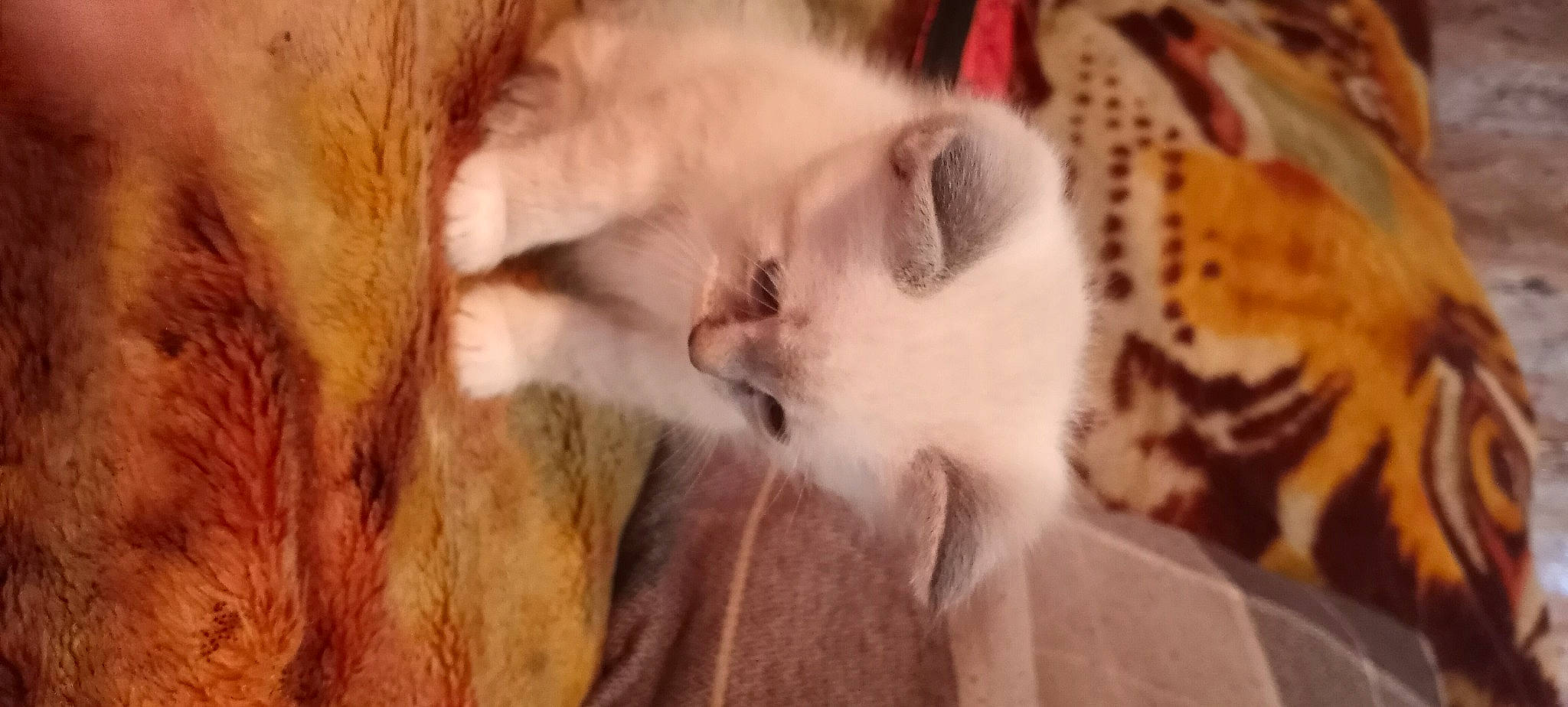 Dandelion is registered to the contest to win money with this photo: canidae, carnivore, cat, claw, domestic_short_haired_cat, fawn, felidae, fur, nap, paw, small_to_medium_sized_cats, snout, tail, terrestrial_animal, thai, whiskers, wildlife, wood