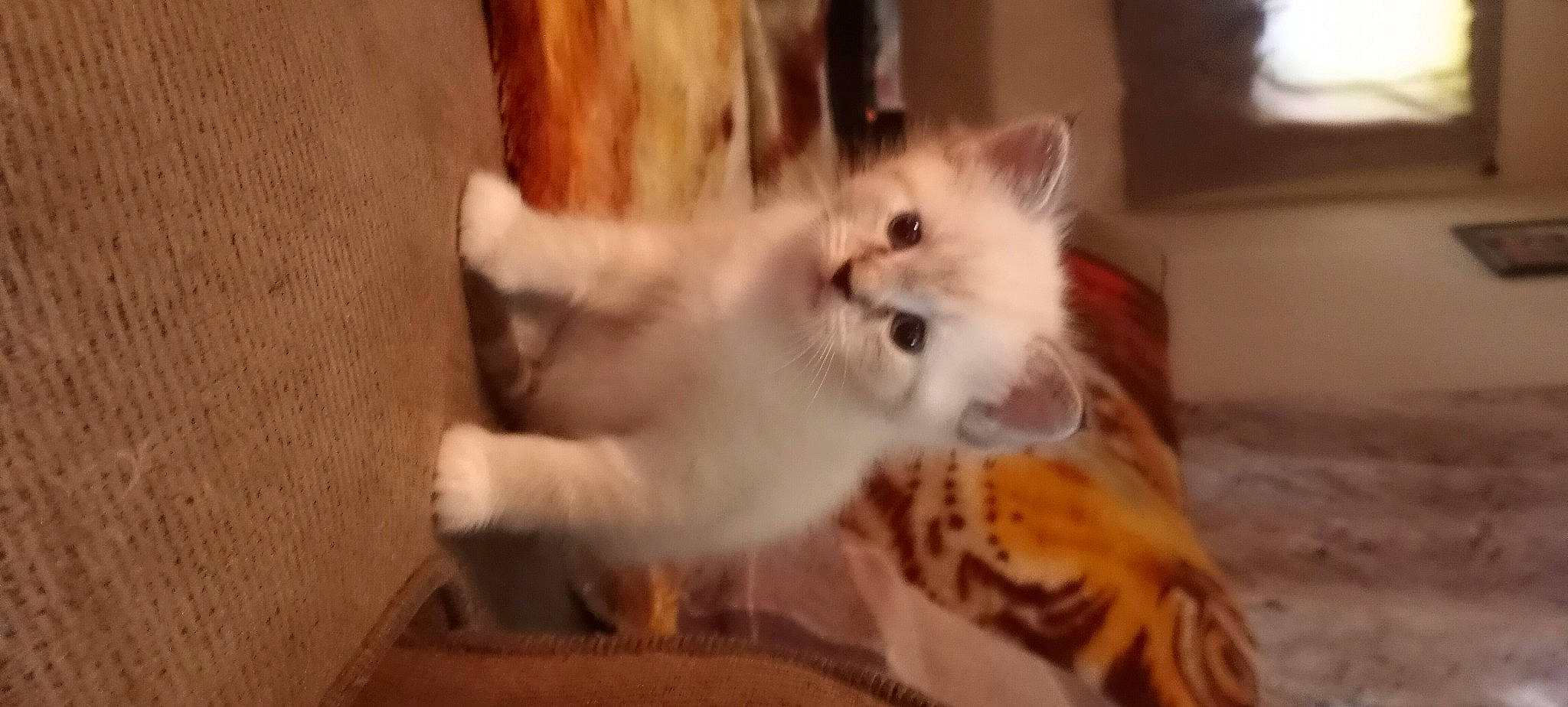 Dandelion is registered to the contest to win money with this photo: carnivore, cat, claw, companion_dog, domestic_short_haired_cat, eye, fawn, felidae, flooring, fur, hardwood, paw, small_to_medium_sized_cats, snout, tail, whiskers, wood