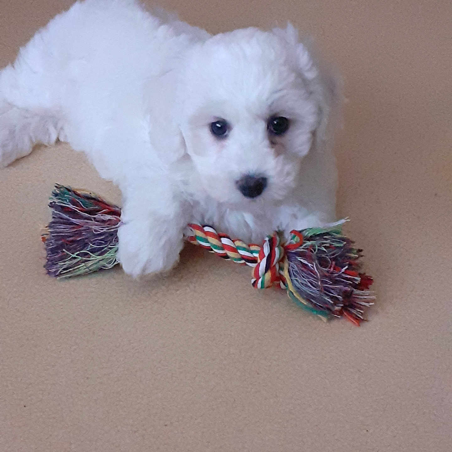 Alba participe au concours pour gagner de l'argent avec cette photo : adorable, animal, carpet, companion, cute, dog, domestic_animal, fluffy, indoor, lying_down, mammal, paw, pet, playing, puppy, rope_toy, small, toy, white, young