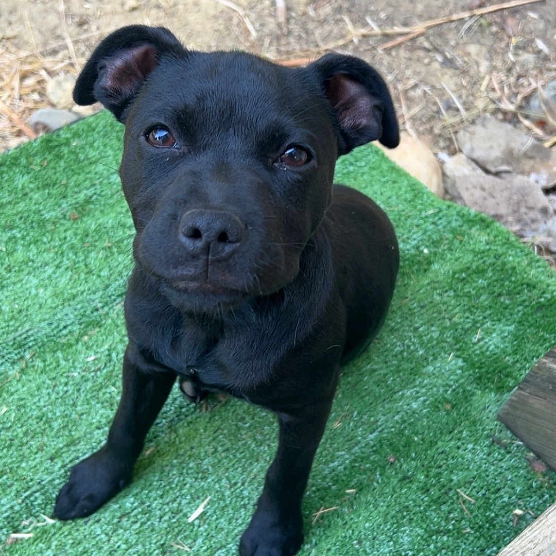 Laïka a rejoint le concours — aidez-le/la à gagner de superbes lots ! alert, animal, black_dog, canine, cute, daylight, ears, eyes, fur, grass, looking_up, nature, nose, outdoor, pet, puppy, sitting, whiskers, wood, young_dog