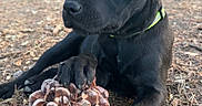 Laïka participe au concours pour gagner de l'argent avec cette photo : animal, black_puppy, brown, close_up, collar, curious, daylight, dog, forest_floor, leaves, lying_down, nature, outdoor, paw, pet, pine_needles, pinecone, trees, woodland, young_dog
