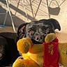 animal, black_dog, couch, dog, ears, eyes, face, funny, indoors, nose, pet, portrait, red_shirt, shadows, stuffed_animal, sunlight, teddy_bear, toy, winnie_the_pooh, yellow_plush