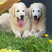 Alpha Et Abysse a rejoint le concours — aidez-le/la à gagner de superbes lots ! dog, puppy, white_dog, grass, outdoor, tongue_out, pets, animal, fluffy, cute, nature, relaxing, two_dogs, happy, playful, summer, canine, companions, friendly, resting
