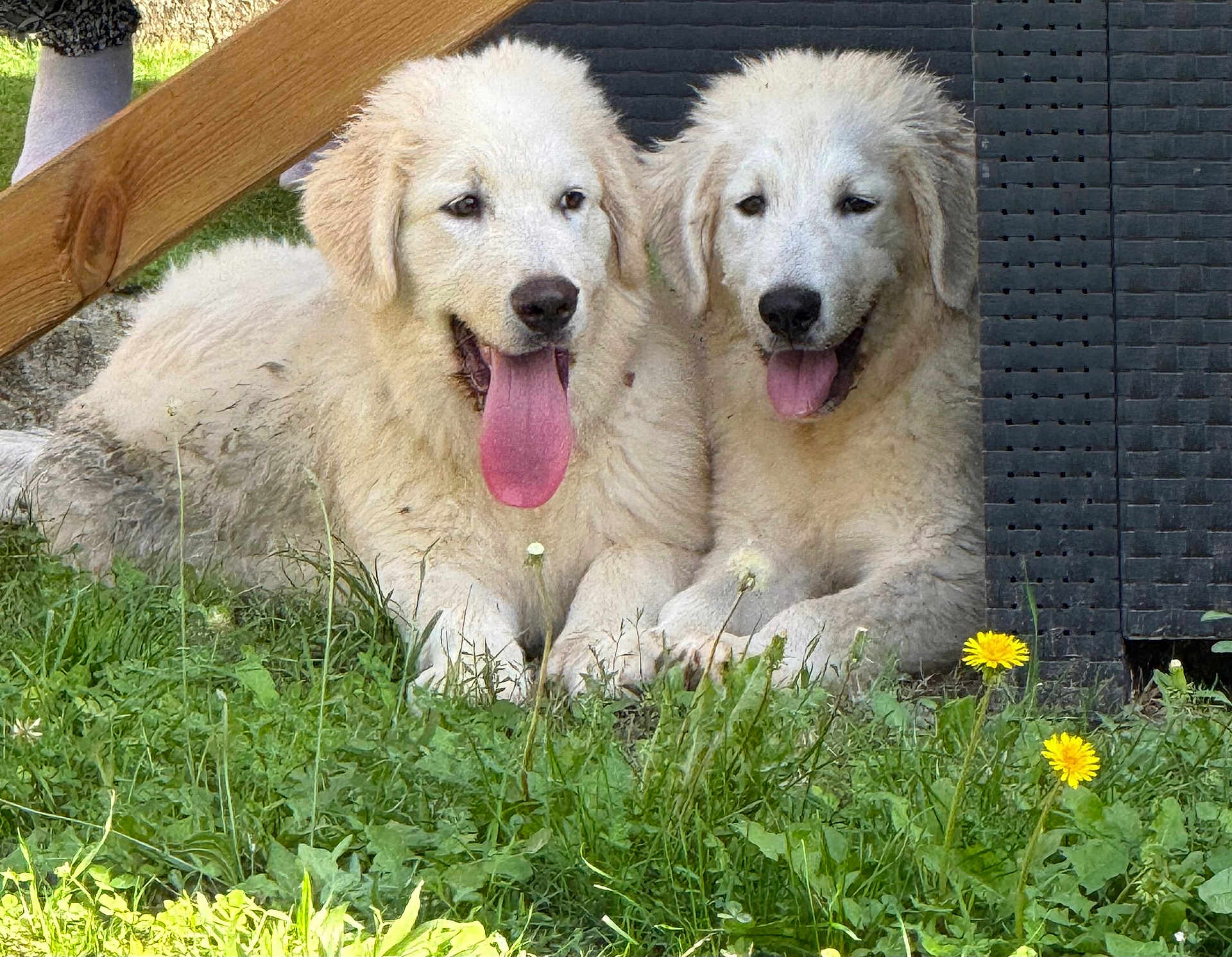 Alpha Et Abysse a rejoint le concours — aidez-le/la à gagner de superbes lots ! dog, puppy, white_dog, grass, outdoor, tongue_out, pets, animal, fluffy, cute, nature, relaxing, two_dogs, happy, playful, summer, canine, companions, friendly, resting