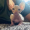 Binx joined the competition — help win amazing prizes! alert, animal, blue_eyes, carpet, cat, closeup, curious, cute, ears, feline, green_shirt, hairless, home, indoor, kitten, person, pet, sphynx_cat, texture, wrinkled_skin