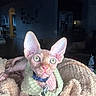 animal, blanket, cat, collar, cozy, curious, dim_lighting, ears, eyes, feline, hairless_cat, home, indoor, looking_at_camera, pet, resting, soft_texture, sphynx_cat, sweater, tags