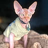 alert, animal, blanket, cat, clothing, collar, cute, ears, eyes, feline, hairless, indoor, knitted_sweater, pet, pink_skin, portrait, sitting, soft_texture, sphynx_cat, tag