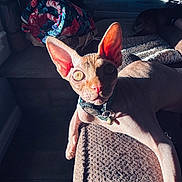 Binx joined the competition — help win amazing prizes! animal, blanket, cat, collar, cozy, dog, ear, eye, feline, furniture, home, indoor, pet, relaxation, resting, rolled_blanket, shadow, sphynx_cat, sunlight, texture