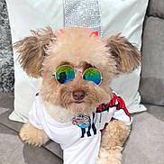 Cookie is registered to the contest to win money with this photo: accessory, collar, couch, cute, dog, dog_tag, fluffy, fur, home, indoor, paw, pet_clothing, pillow, poodle, portrait, reflection, sitting, stylish, sunglasses, white_shirt