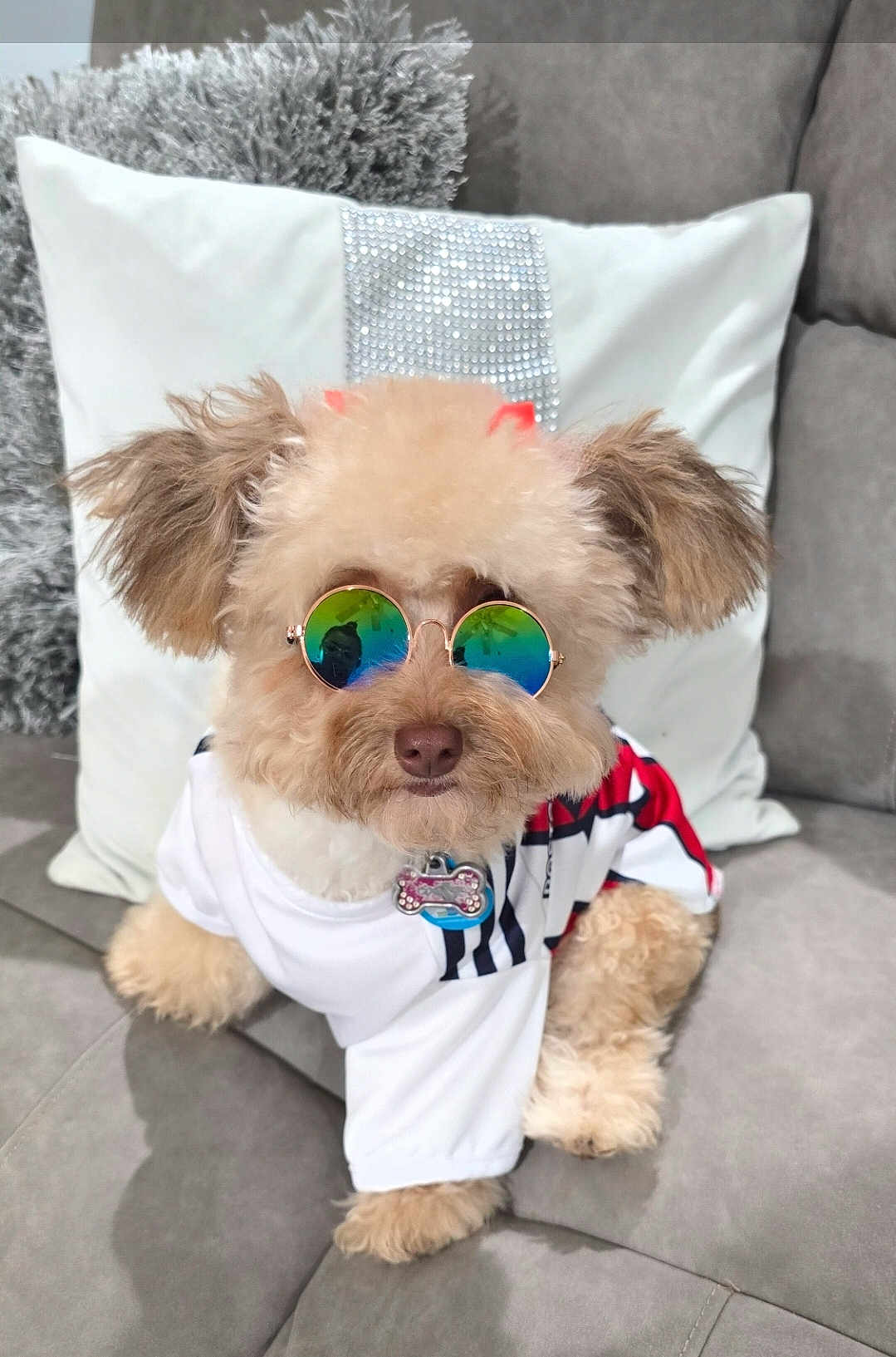 Cookie is registered to the contest to win money with this photo: accessory, collar, couch, cute, dog, dog_tag, fluffy, fur, home, indoor, paw, pet_clothing, pillow, poodle, portrait, reflection, sitting, stylish, sunglasses, white_shirt