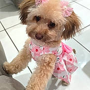 Cookie is registered to the contest to win money with this photo: dog, puppy, fluffy, pink_dress, bows, ears, cute, pet, indoor, floor_tiles, sofa, furniture, animal, small_dog, looking_up, standing, front_paws, adorable, domestic, brown_fur