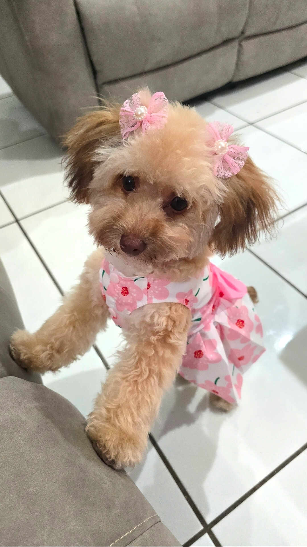 Cookie is registered to the contest to win money with this photo: dog, puppy, fluffy, pink_dress, bows, ears, cute, pet, indoor, floor_tiles, sofa, furniture, animal, small_dog, looking_up, standing, front_paws, adorable, domestic, brown_fur
