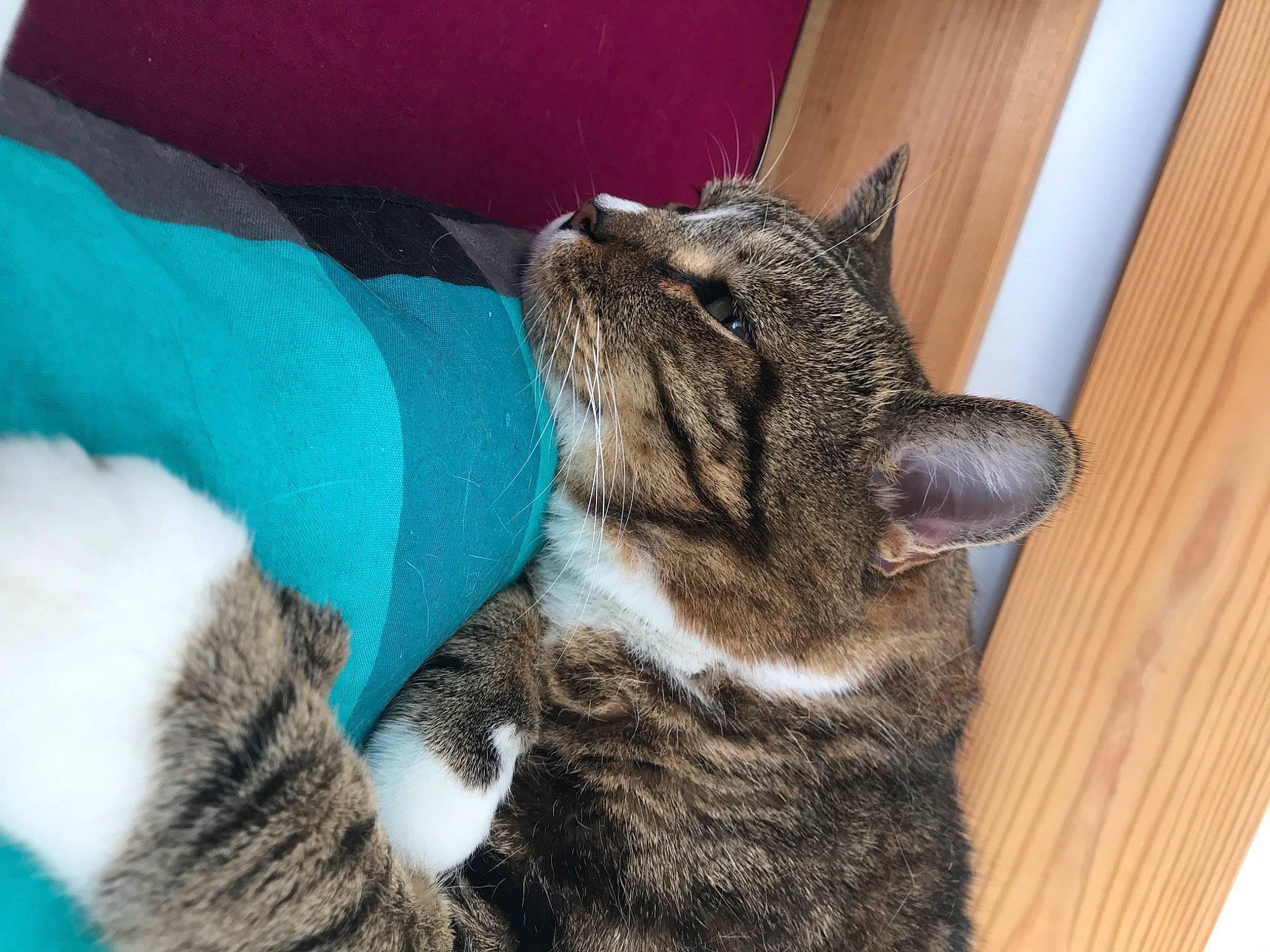 Chamalow a rejoint le concours — aidez-le/la à gagner de superbes lots ! carnivore, cat, claw, comfort, domestic_short_haired_cat, ear, felidae, fur, paw, small_to_medium_sized_cats, snout, tail, terrestrial_animal, whiskers, wood